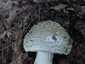 Tüskés galóca (Amanita echinocephala), Budai-hegység